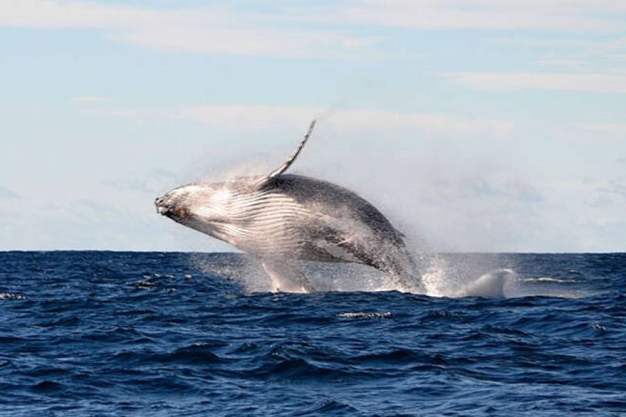 Whale Watching on a Speed Boat