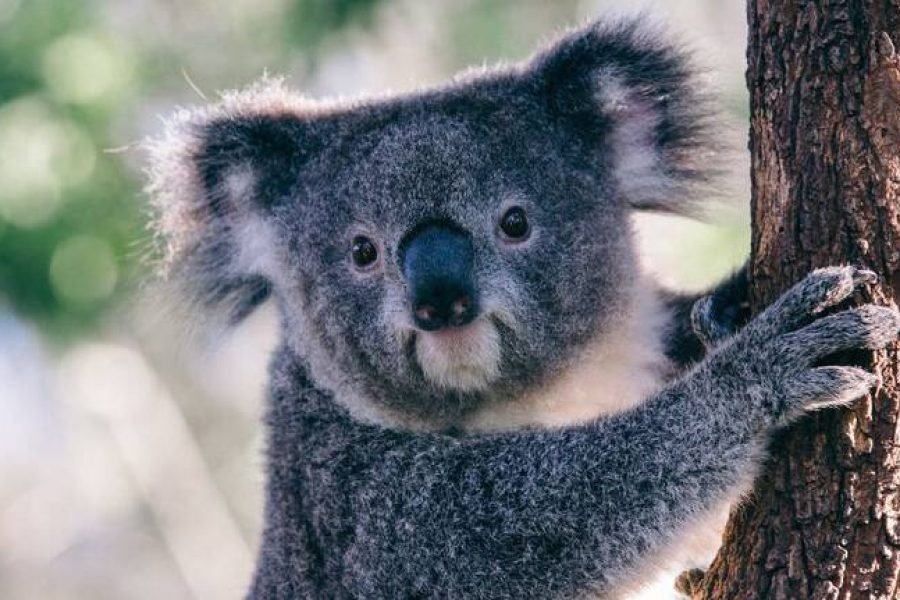 Taronga Zoo Sydney – General Admission